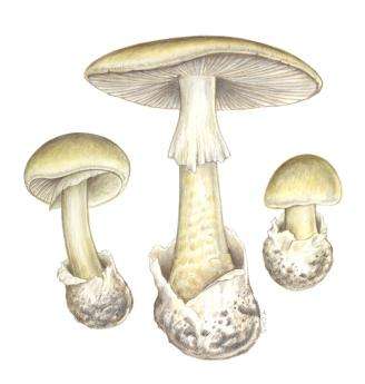 Amanita phalloides