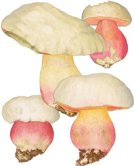 Boletus satanas