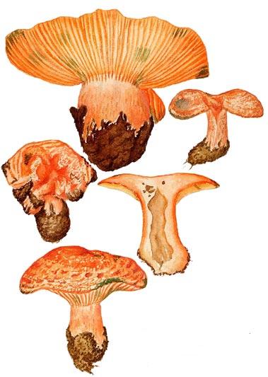 Lactarius deliciosus