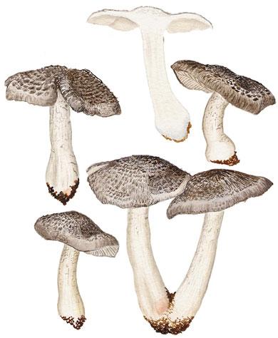 Tricholoma basirubens