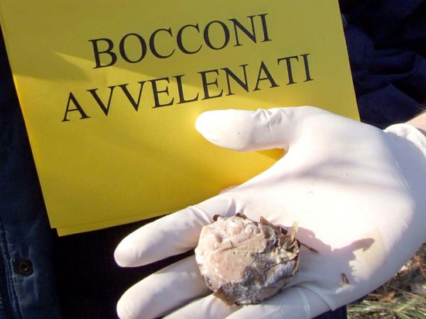 Esca avvelenata