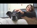 "Ho deciso! Prenderò un cane", la campagna informativa dell'Emilia-Romagna 