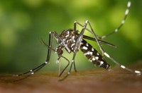Lotta alle zanzare: consigli pratici e informazioni utili