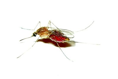 Zanzara comune (Culex pipiens)