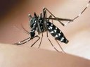 Zanzara tigre (Aedes albopictus)