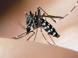 Zanzara tigre (Aedes albopictus)