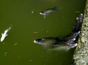 Morie di pesci nei corpi idrici dell'alto ferrarese