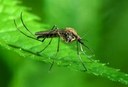 West Nile, è ancora necessario proteggersi dalle zanzare