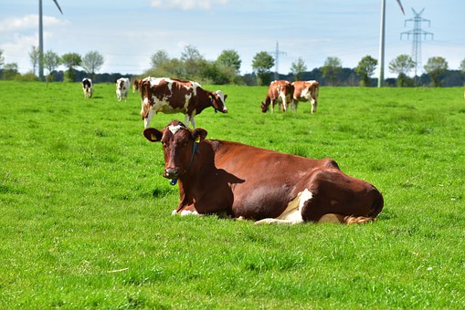 Benessere degli animali: trasporto su strada sempre più sicuro in Emilia-Romagna