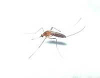 West Nile: accorgimenti per proteggersi e contrastare la proliferazione delle zanzare 