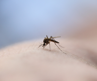 West Nile: ecco come contrastare la diffusione